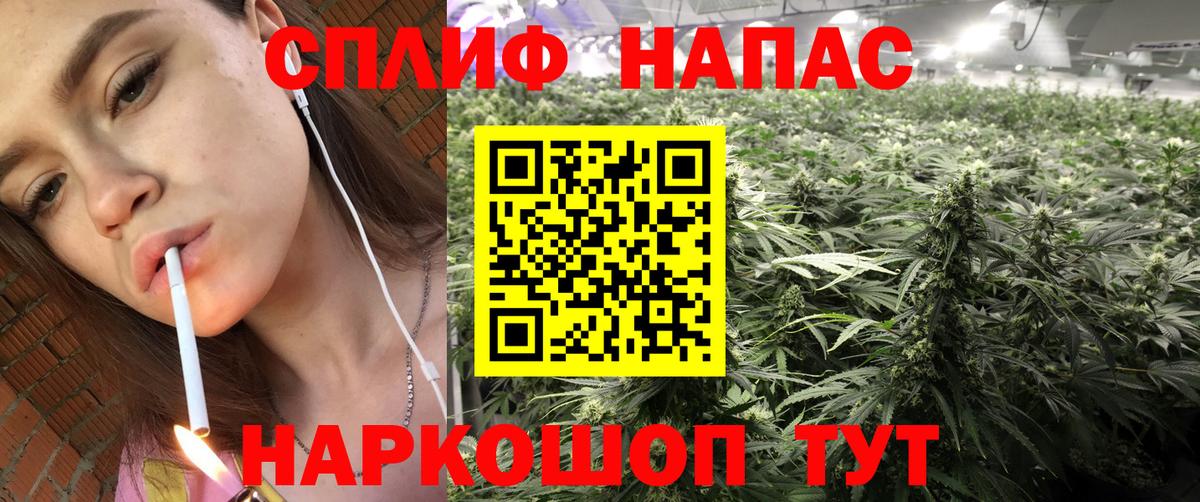 Каннабис сатива Новозыбков